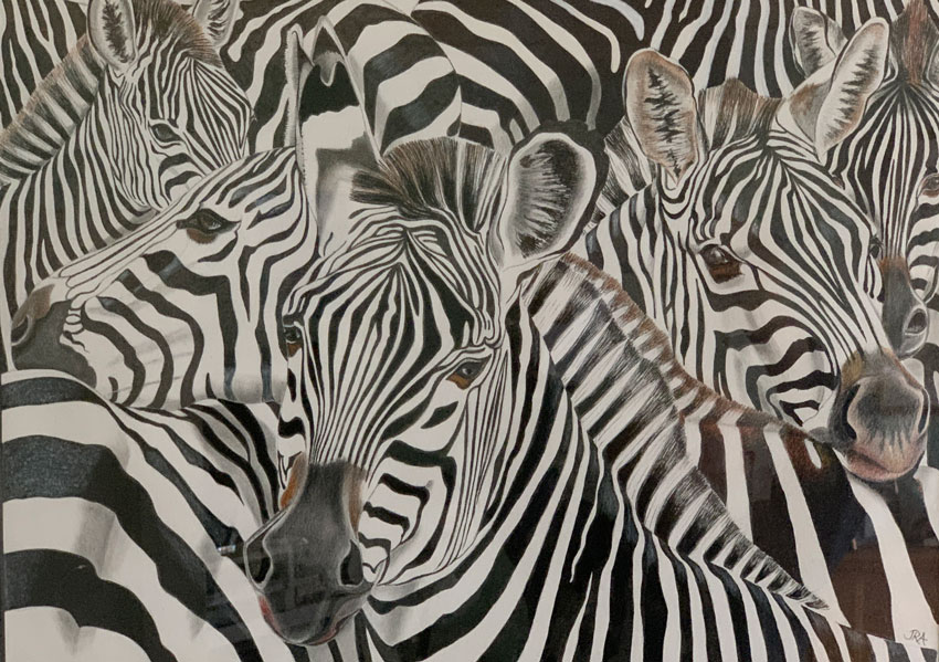 Zebra